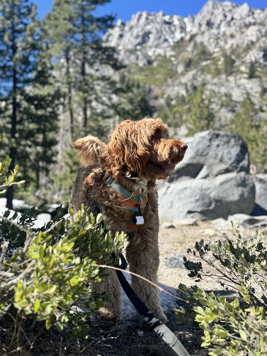 Leo on a hiking trail in the mountains, wearing a harness