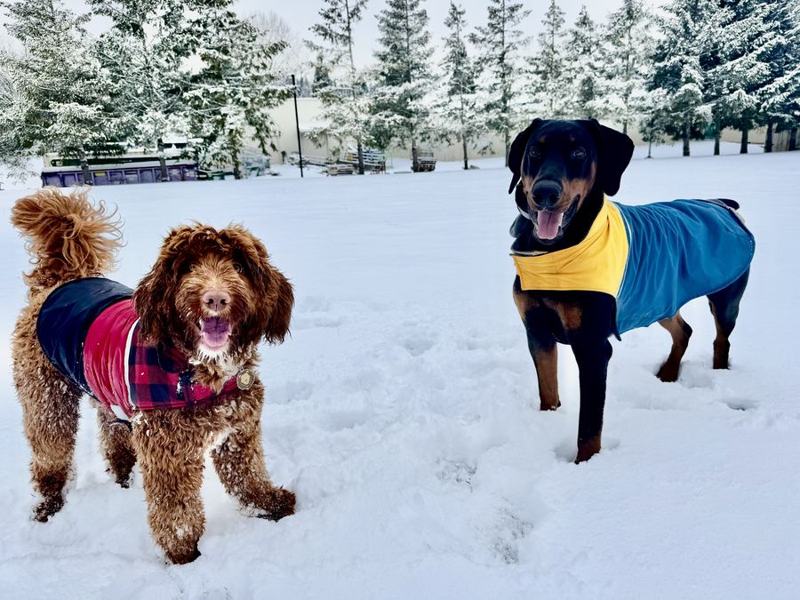 Leo and a Doberman friend standing in the snow wearing jackets