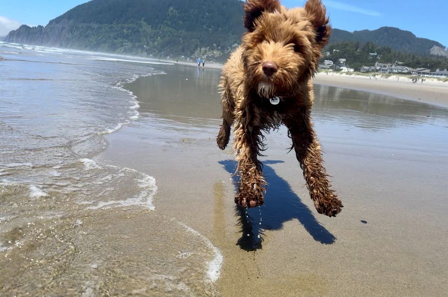 Leo running on the beach